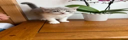 British Shorthair cats for sale: BSH kittens 💝 5 🌟🌟🌟🌟🌟 - Advert 8
