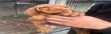 Mixed Breed 3