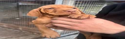 Mixed Breed dogs for sale: Hungarian Vizsla X Labrador (fox red) in Fort William - Advert 4