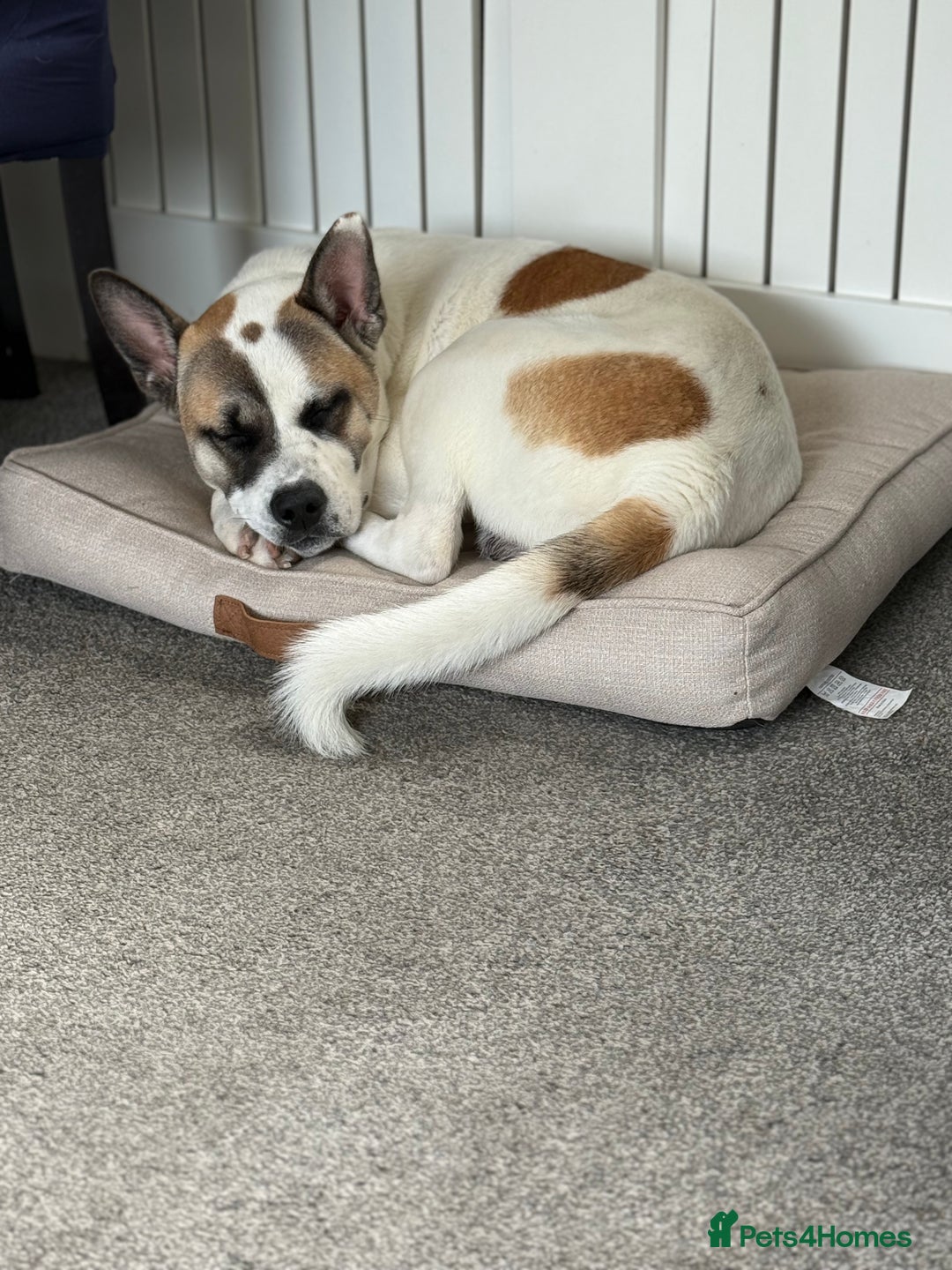 Mixed Breed dogs for sale: 9 month old Akita x puppy - Image 6