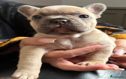 French Bulldog dogs for sale: Well bred French Bulldog Puppies  - Image 11