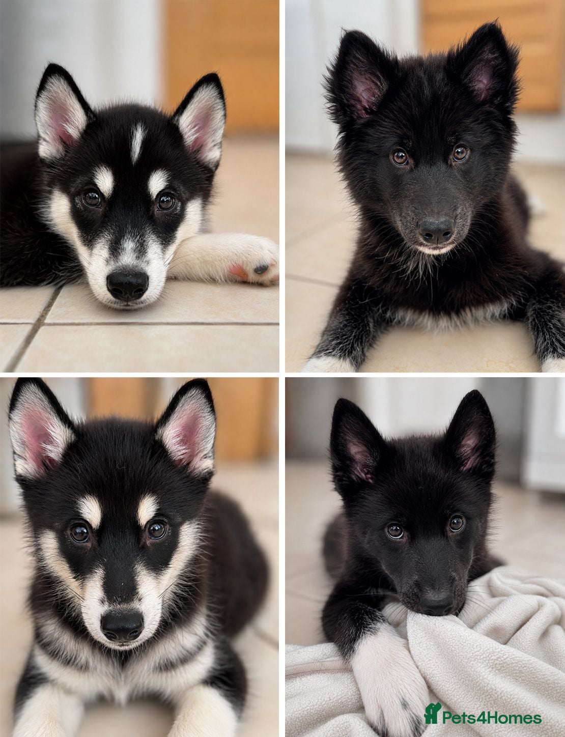 Mixed Breed dogs Crufts Line Husky x Malamute - Health tested 🐾 - Advert 18