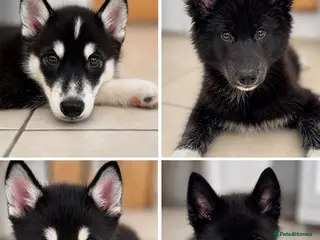 Mixed Breed dogs Crufts Line Husky x Malamute - Health tested 🐾 - Advert 18