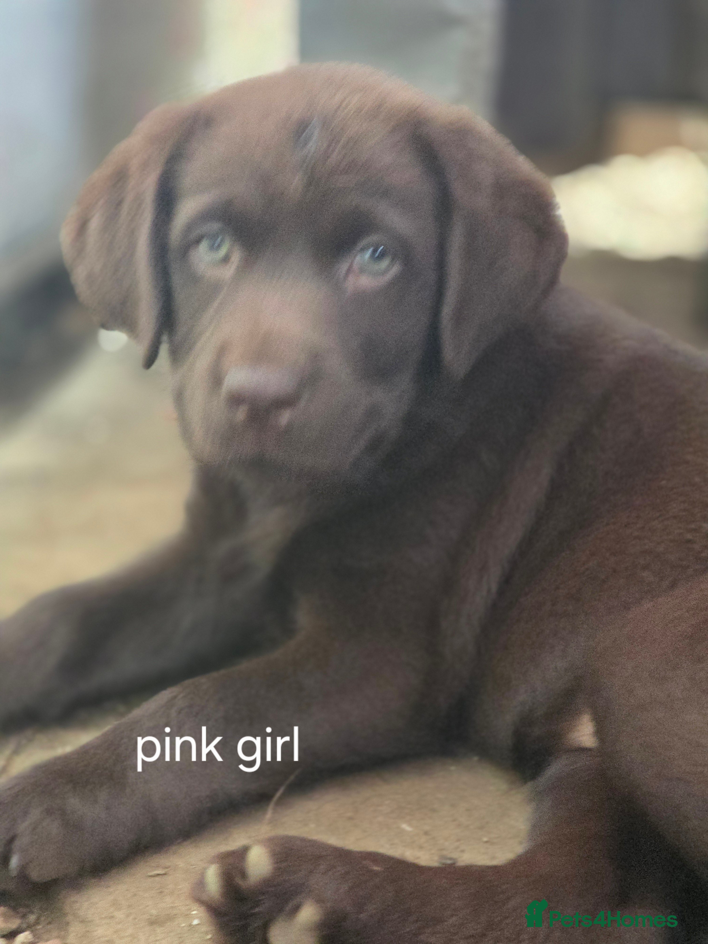 Labrador Retriever dogs For sale  - Advert 2