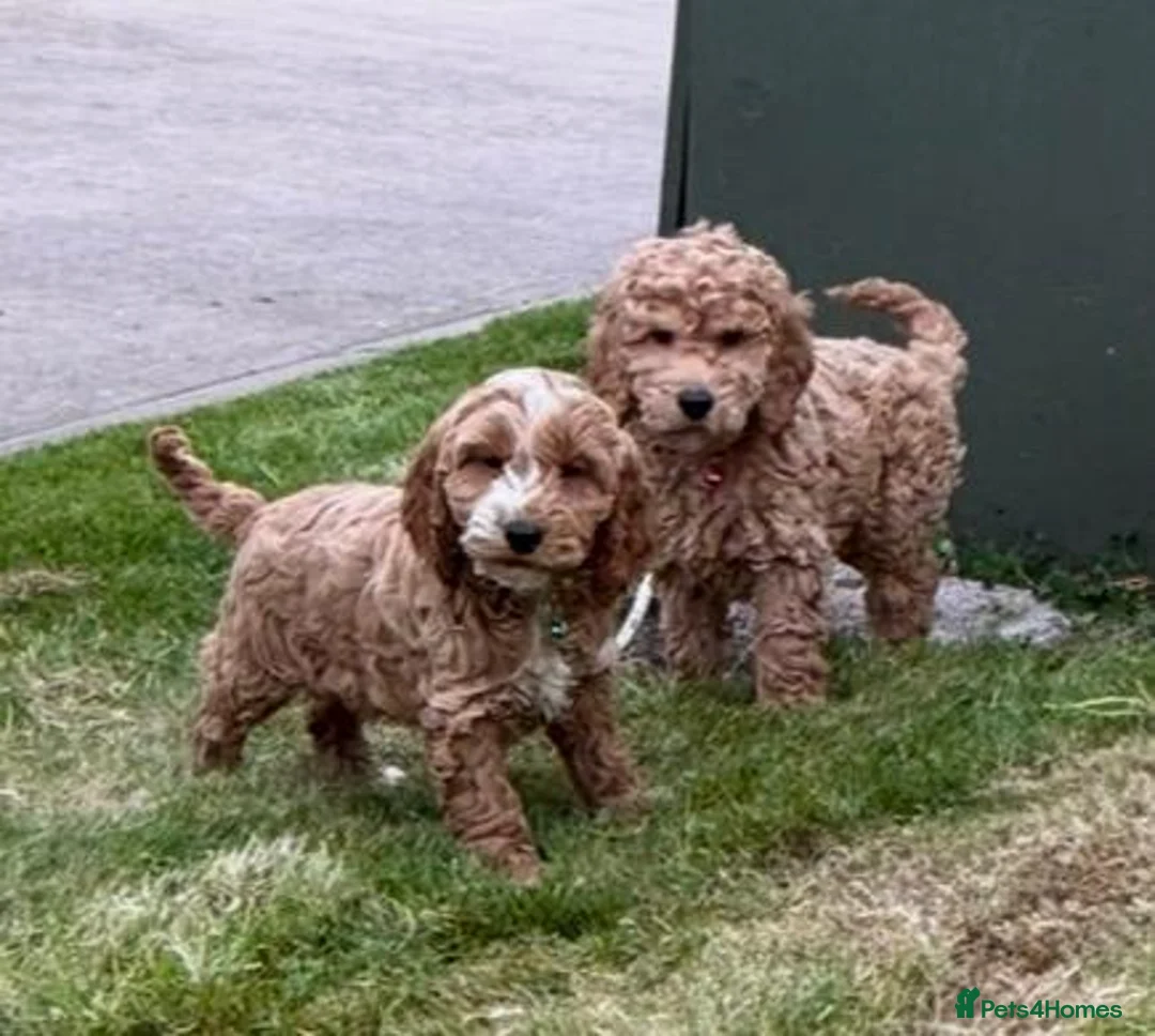 Cockapoo dogs for sale: Cockapoo Puppies F1b - Advert 1