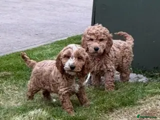 Cockapoo dogs Cockapoo Puppies F1b - Advert 8