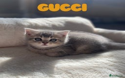 British Shorthair cats for sale: 🐾 Stunning BSH X Scottish Fold Kittens 🐾 - Image 11