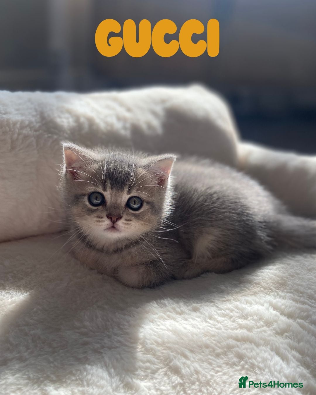 British Shorthair cats for sale: 🐾 Stunning BSH X Scottish Fold Kittens 🐾 - Image 11