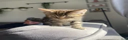 British Longhair cats for sale: 5 fluffy kittens - Advert 6