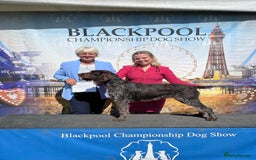 German Wirehaired Pointer dogs for sale: Beautiful Gwps puppies - Image 23