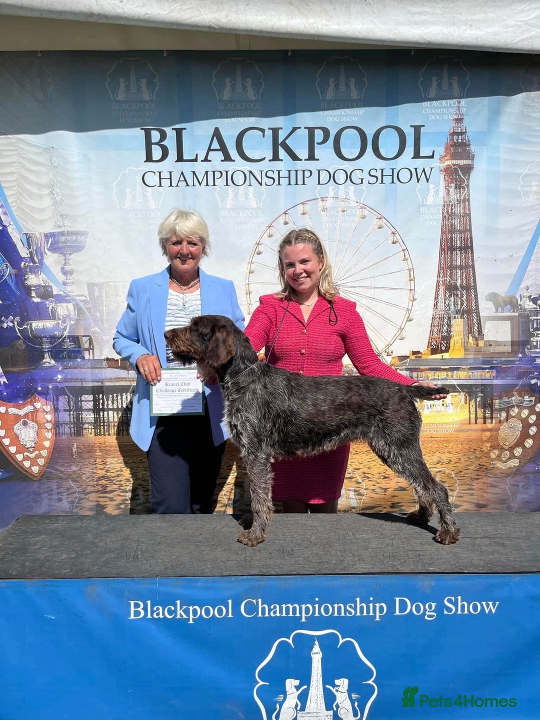 German Wirehaired Pointer dogs for sale: Beautiful Gwps puppies - Image 23