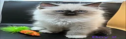 Ragdoll cats for sale: Beautiful Ragdoll Kittens – 3 Girls & 2 Boys  - Advert 10