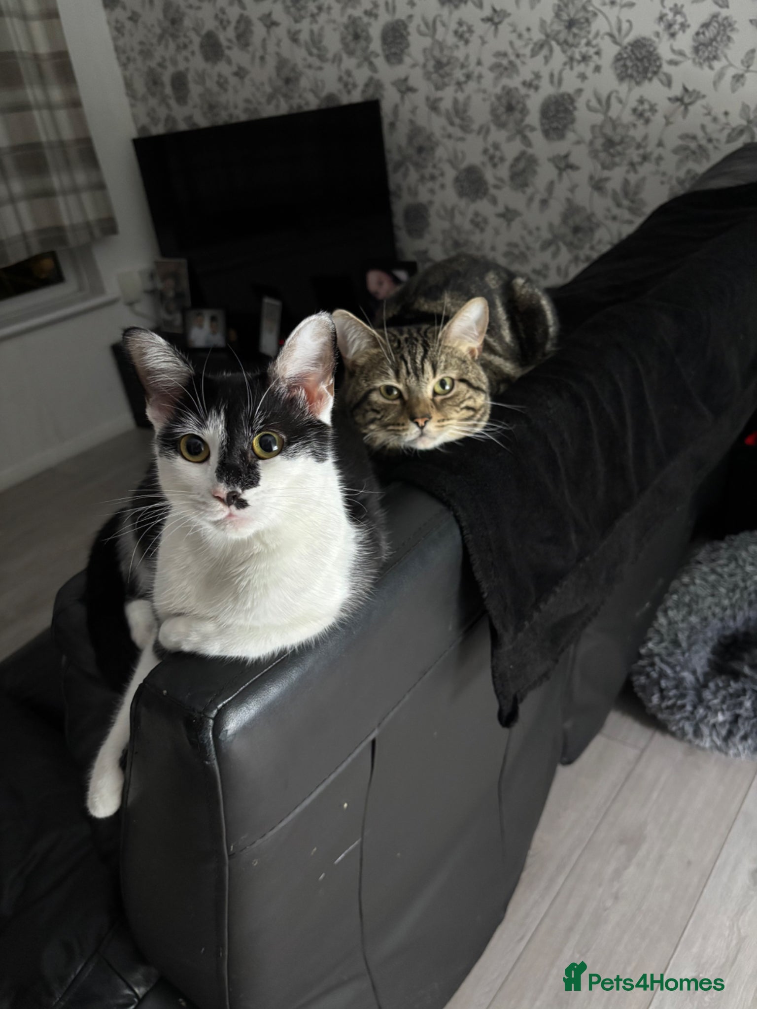 Mixed Breed cats Kittens for sale  - Advert 1