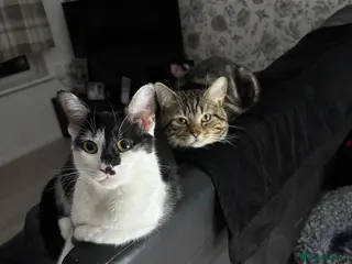 Mixed Breed cats Kittens for sale - Advert 1