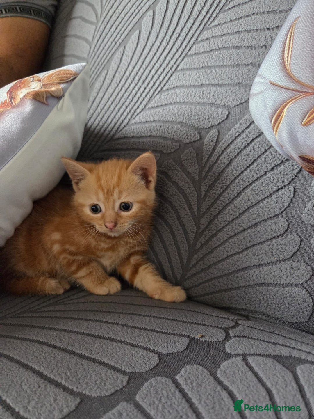 Domestic Shorthair cats for sale: beautiful kittens  - Image 5