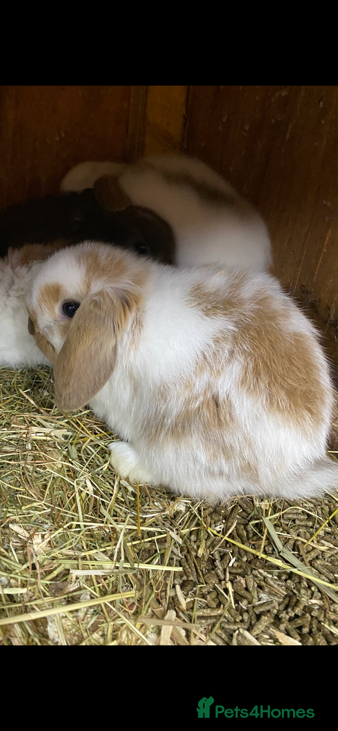 Mini Lop rabbits for sale: Stunning babies various ages vaccinated  - Advert 27