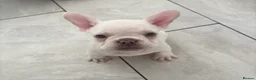 French Bulldog dogs for sale: Last baby girl ready now 🐾🩷 - Advert 6