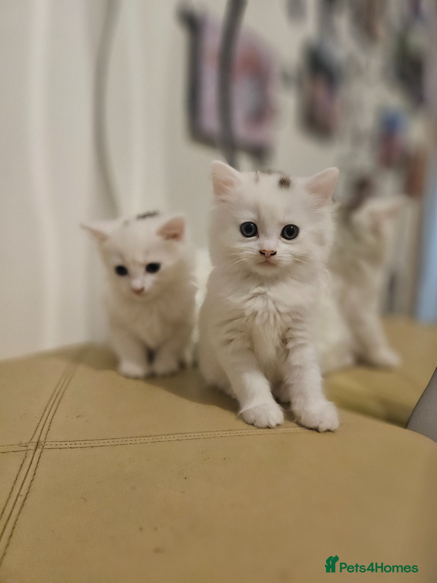 Turkish Angora cats Turkish Angora kitten  - Advert 2