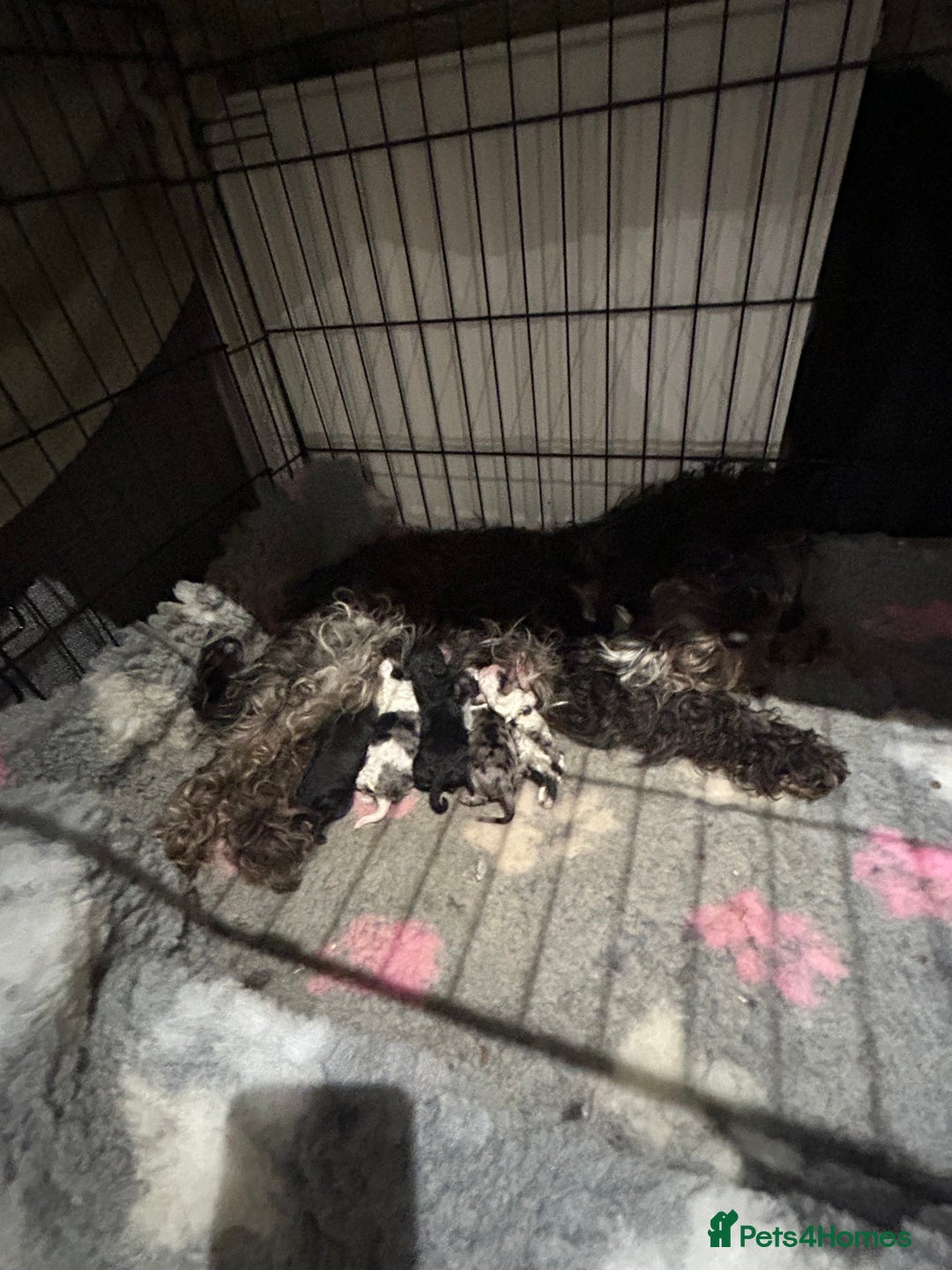 Cavapoo dogs for sale: Health tested f1b Cavapoo puppies  - Advert 2