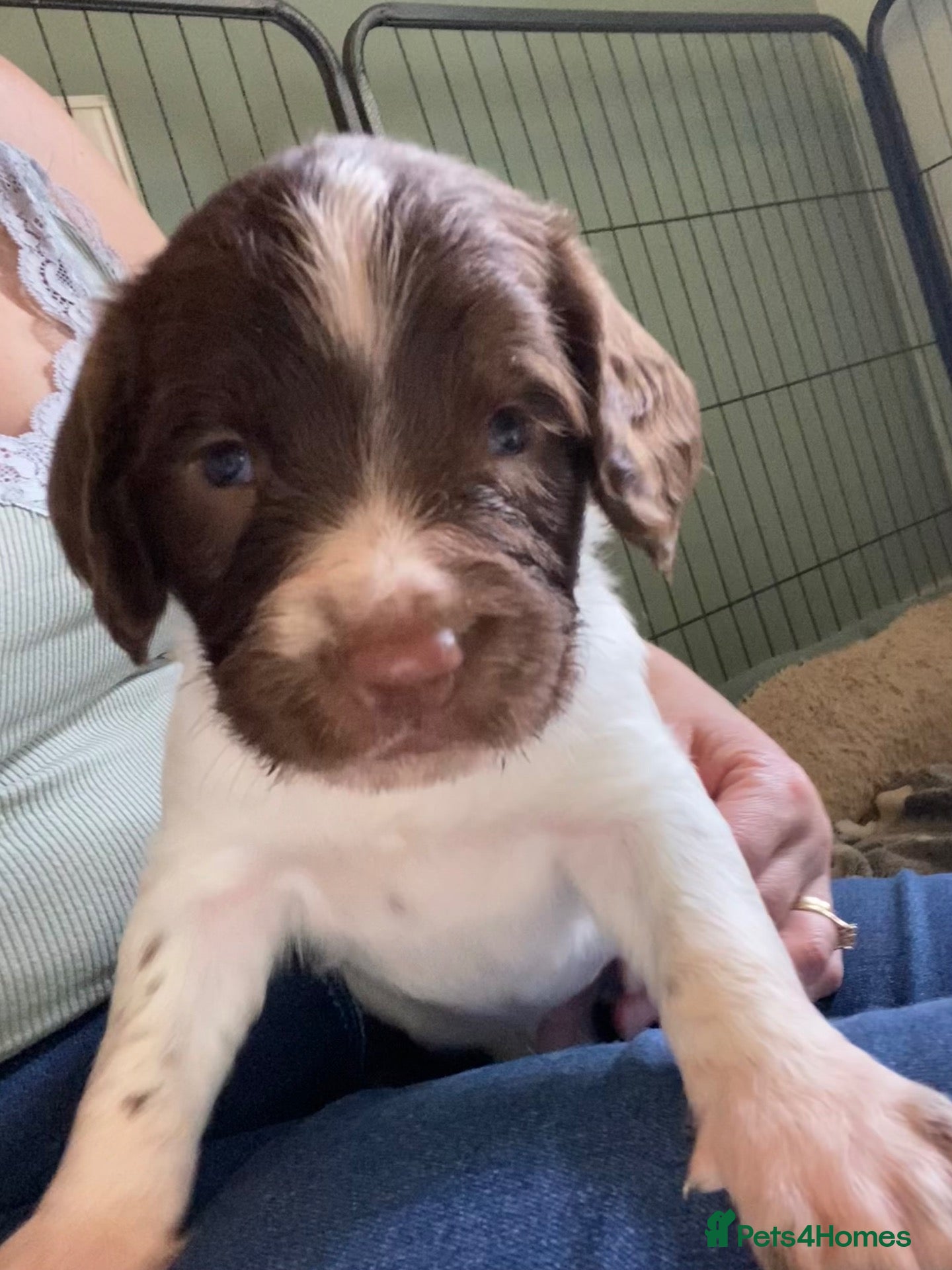 English Springer Spaniel dogs Springer spaniel puppies  - Advert 17