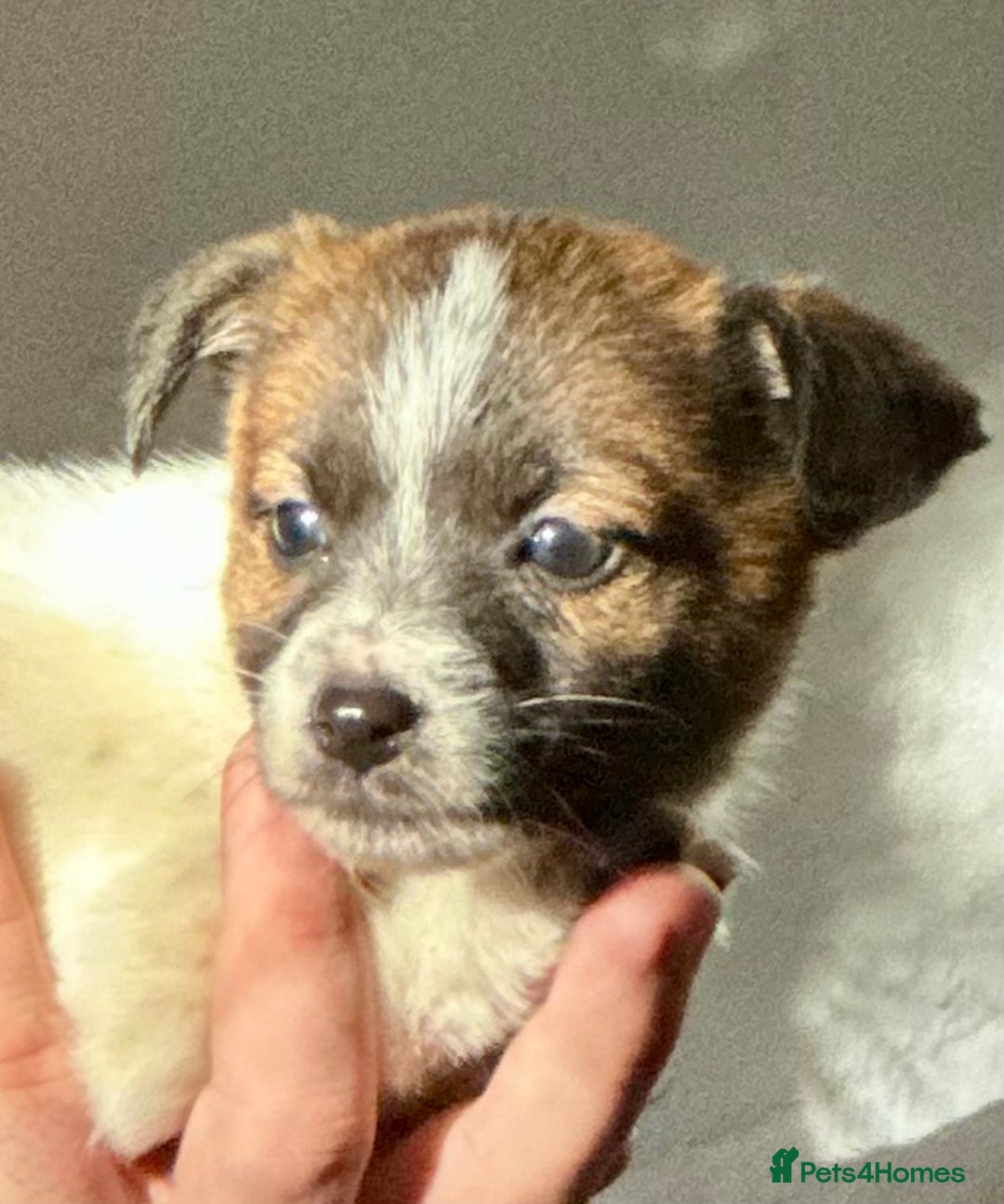 Jack Russell dogs for sale: Superb KC Reg’d Jack Russell Terrier DNA CLEAR - Advert 22