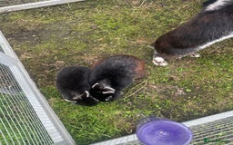 Netherland Dwarf rabbits for sale:  3 Netherland Dwarf Rabbits – Mum, Dad & Baby  - Image 3