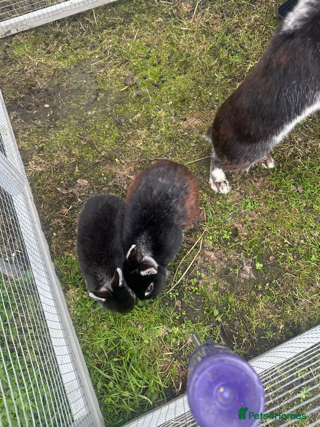 Netherland Dwarf rabbits for sale:  3 Netherland Dwarf Rabbits – Mum, Dad & Baby  - Image 3