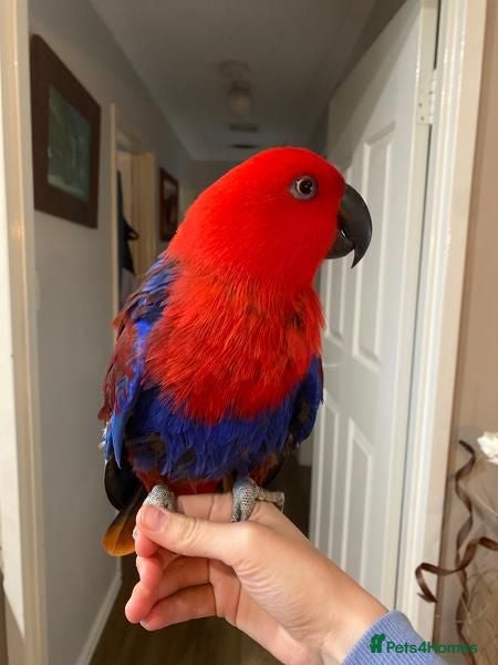 Parrots birds Eclectus Parrot for sale - Advert 1