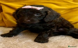 Cavapoo dogs for sale: TOY Fluffy Cavapoo’s From Health Tested Parents - Image 20
