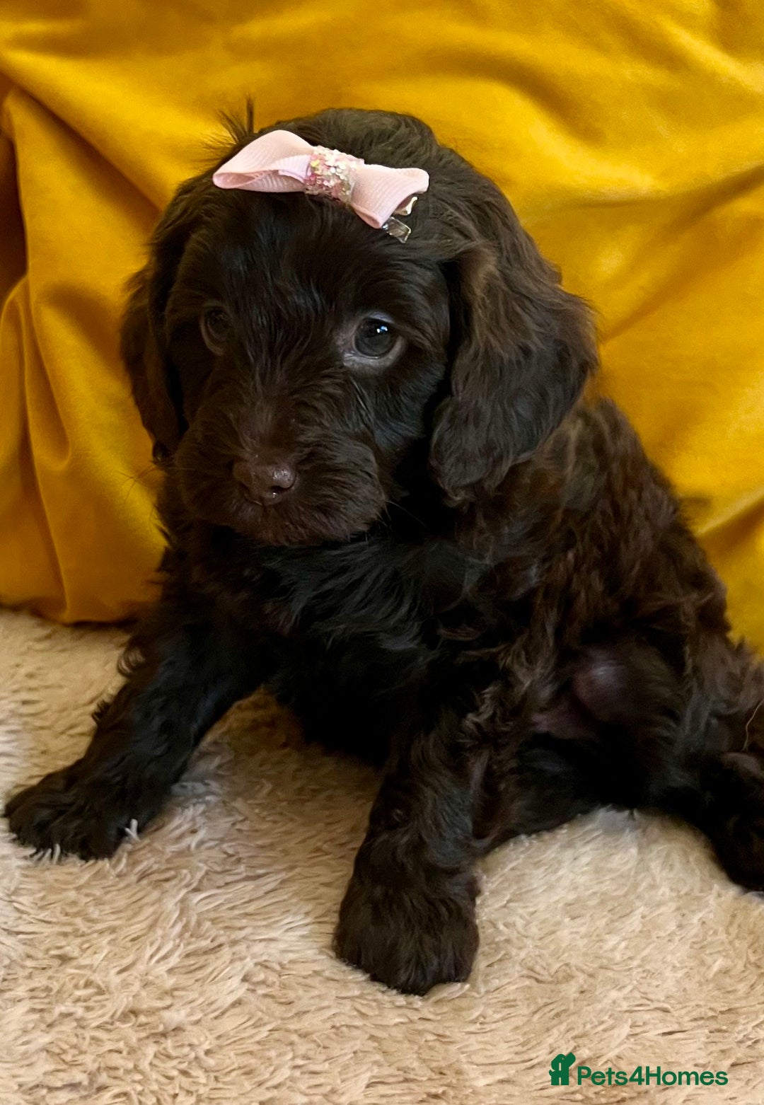 Cavapoo dogs for sale: TOY Fluffy Cavapoo’s From Health Tested Parents - Image 20