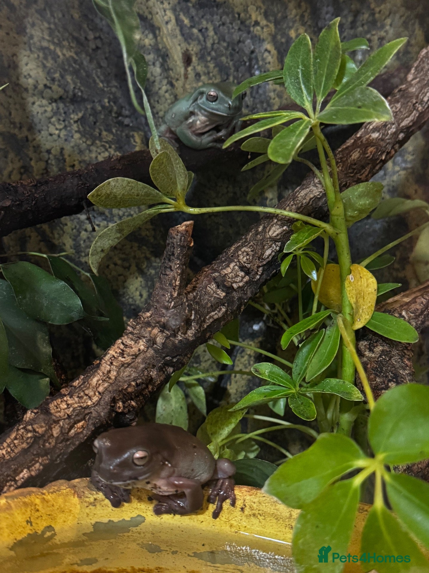 Frog reptiles 2 Whites Tree Frogs With Full Bioactive Set Up - Advert 2