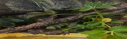 Frog reptiles for sale: 2 Whites Tree Frogs With Full Bioactive Set Up - Advert 1