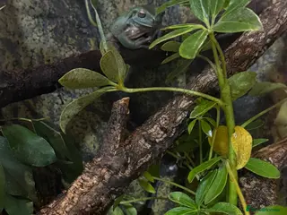 Frog reptiles 2 Whites Tree Frogs With Full Bioactive Set Up - Advert 2