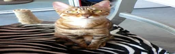 Bengal cats for sale: Beautiful Bengal kitten - Advert 6