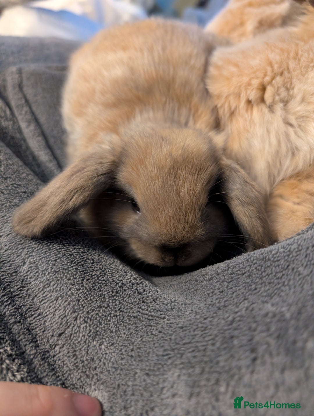Mini Lop rabbits for sale: Five female Mini lops for sale - Advert 7