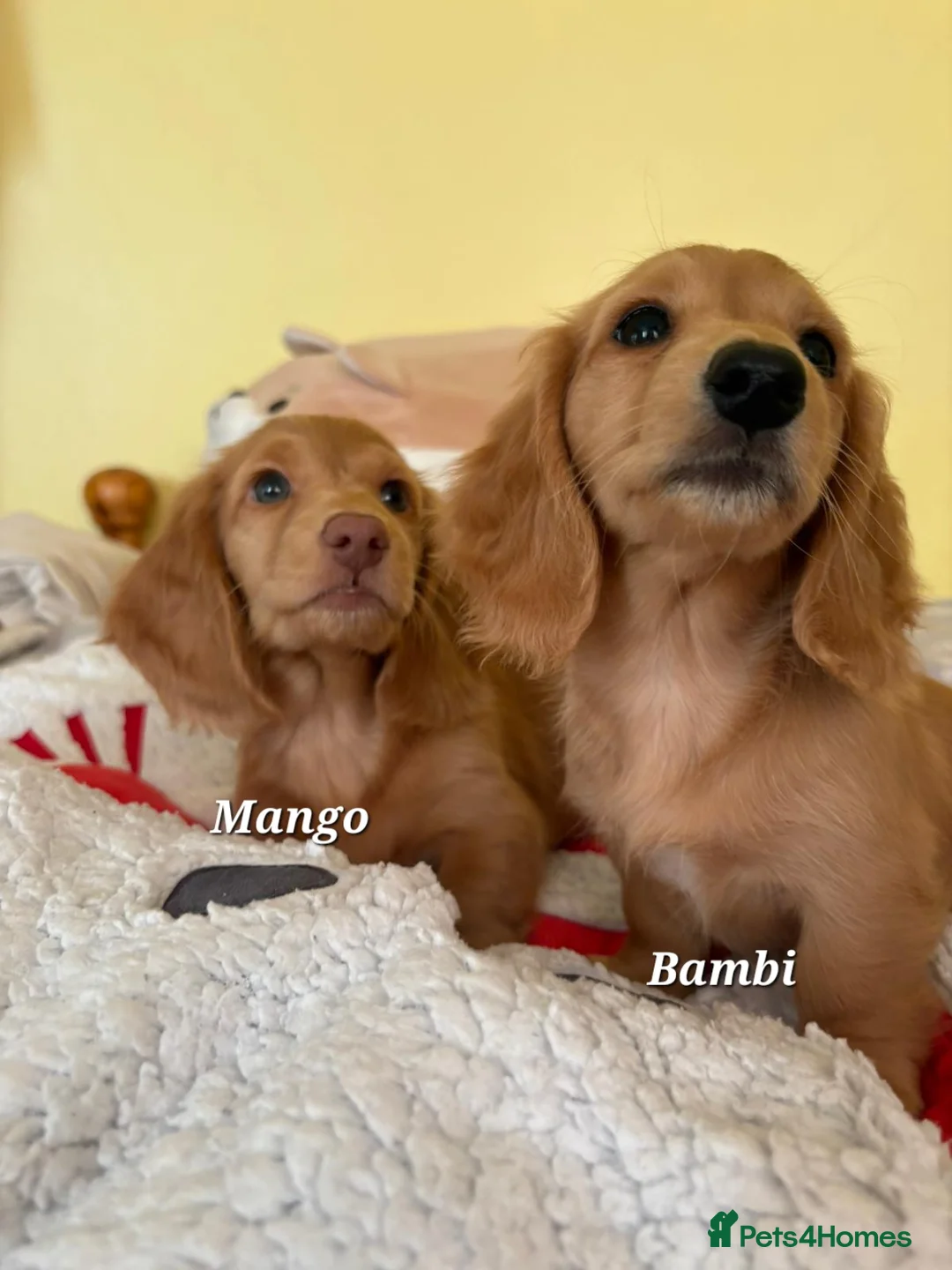 Dachshund dogs for sale: Long Haired KC Miniature Dachshund(LAST BOY) - Advert 16