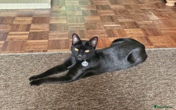 Bombay cats for sale: Rare Black Tabby Kittens with Golden Eyes - Image 5