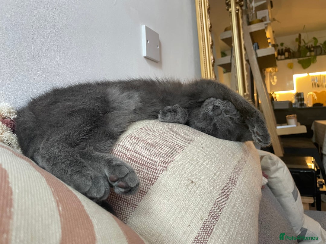 Scottish Fold cats for sale: Perfect Scottish straight girl  - Image 3