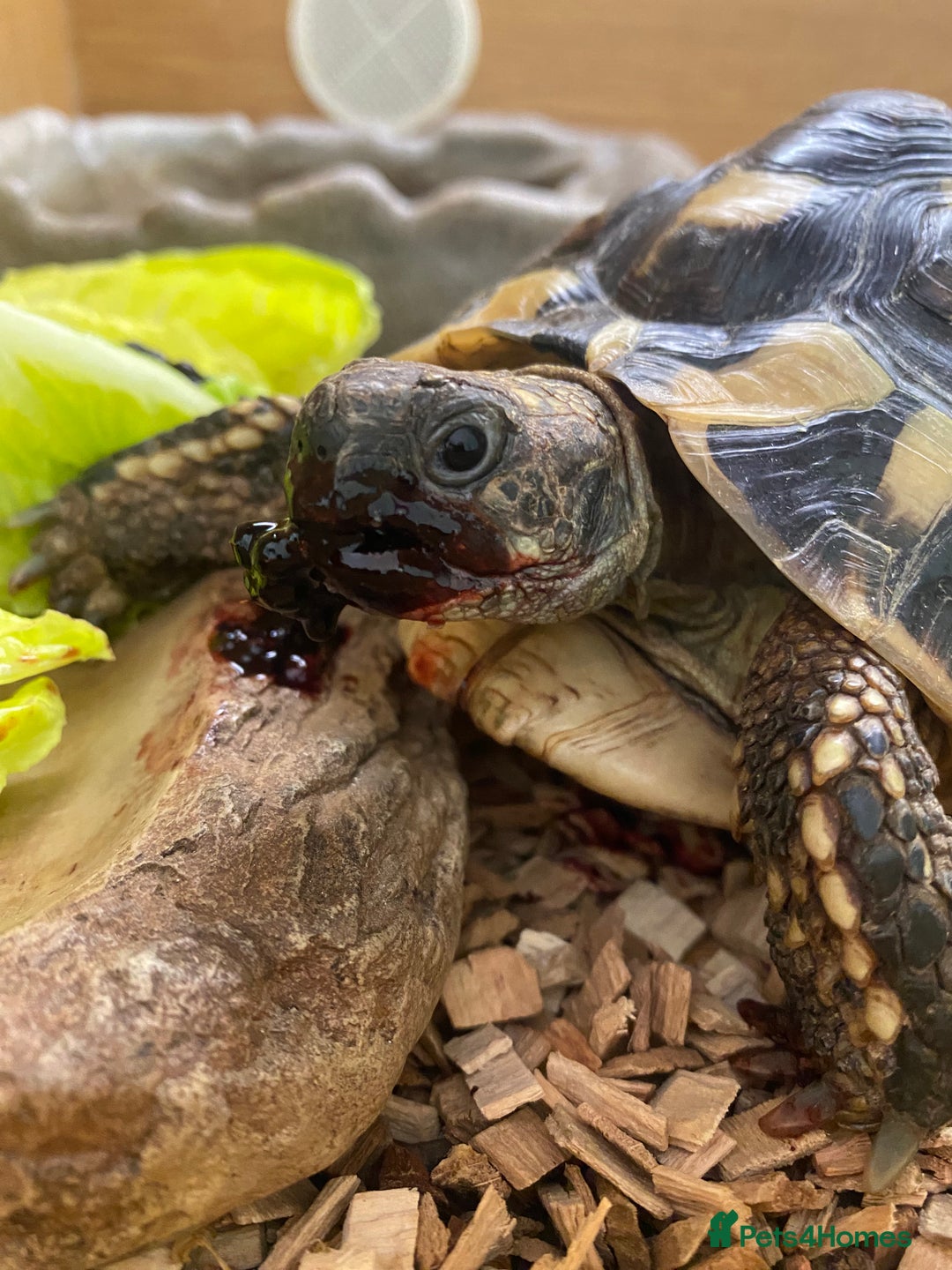 Hermann Tortoise reptiles for sale: Female Hermanns Tortoise - Image 4