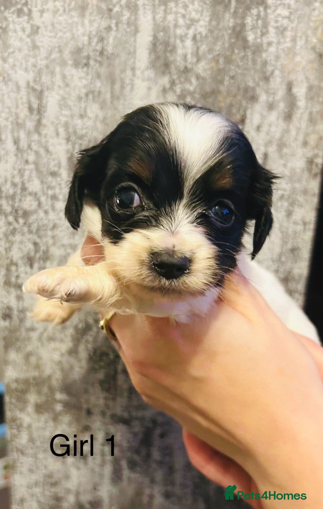 Mixed Breed dogs for sale: Adorable doxiepoo puppies  - Image 14