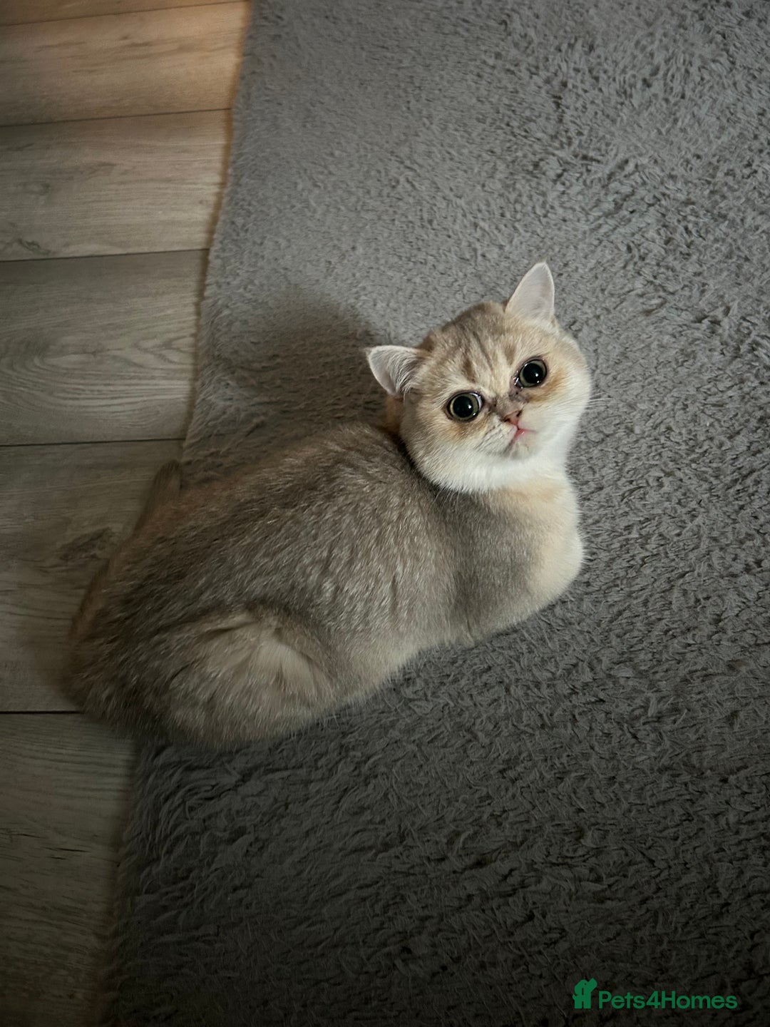 British Shorthair cats for sale: BLUE GOLDEN British shorthair female  - Advert 2