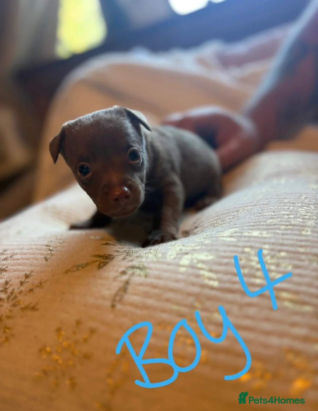Mixed Breed dogs for sale: Chihuahua X patterdale puppies for sale - Advert 2
