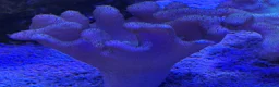 Other/Mixed Breed fish for sale: Marine  set tank shut down  - Advert 8