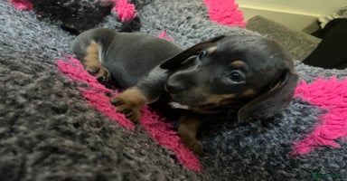 Dachshund dogs - Advert 2