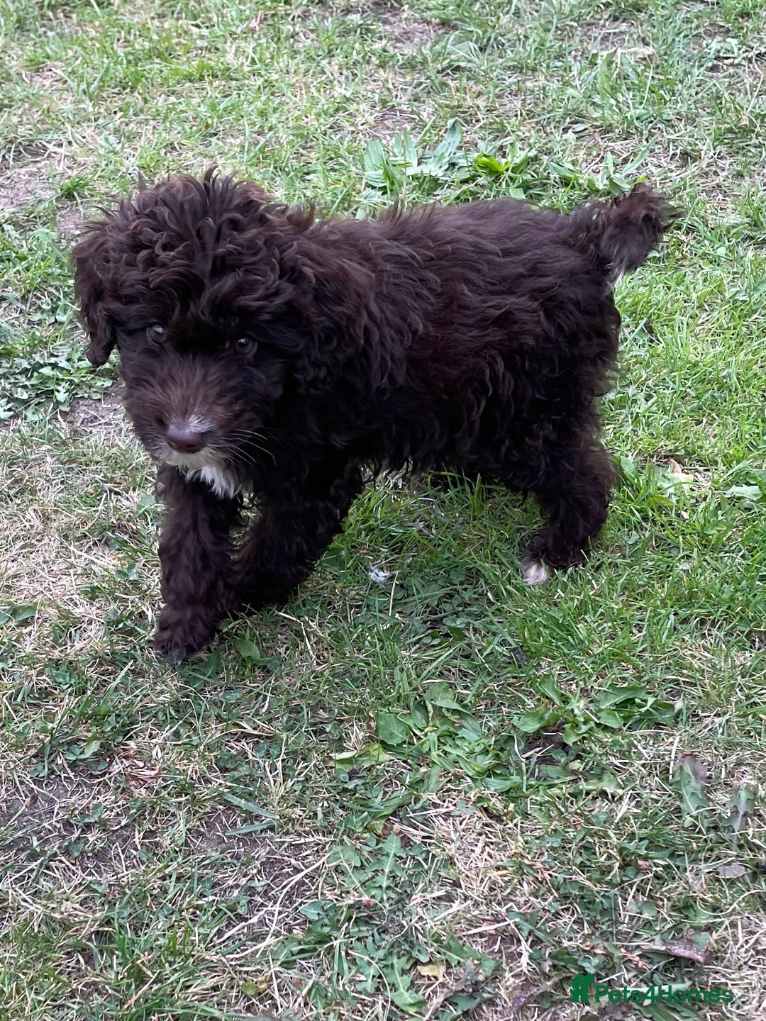 Labradoodle dogs for sale: miniature labradoodle puppies - Image 2
