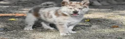 Chow Chow dogs for sale: Genuine chowski puppies  - Advert 18