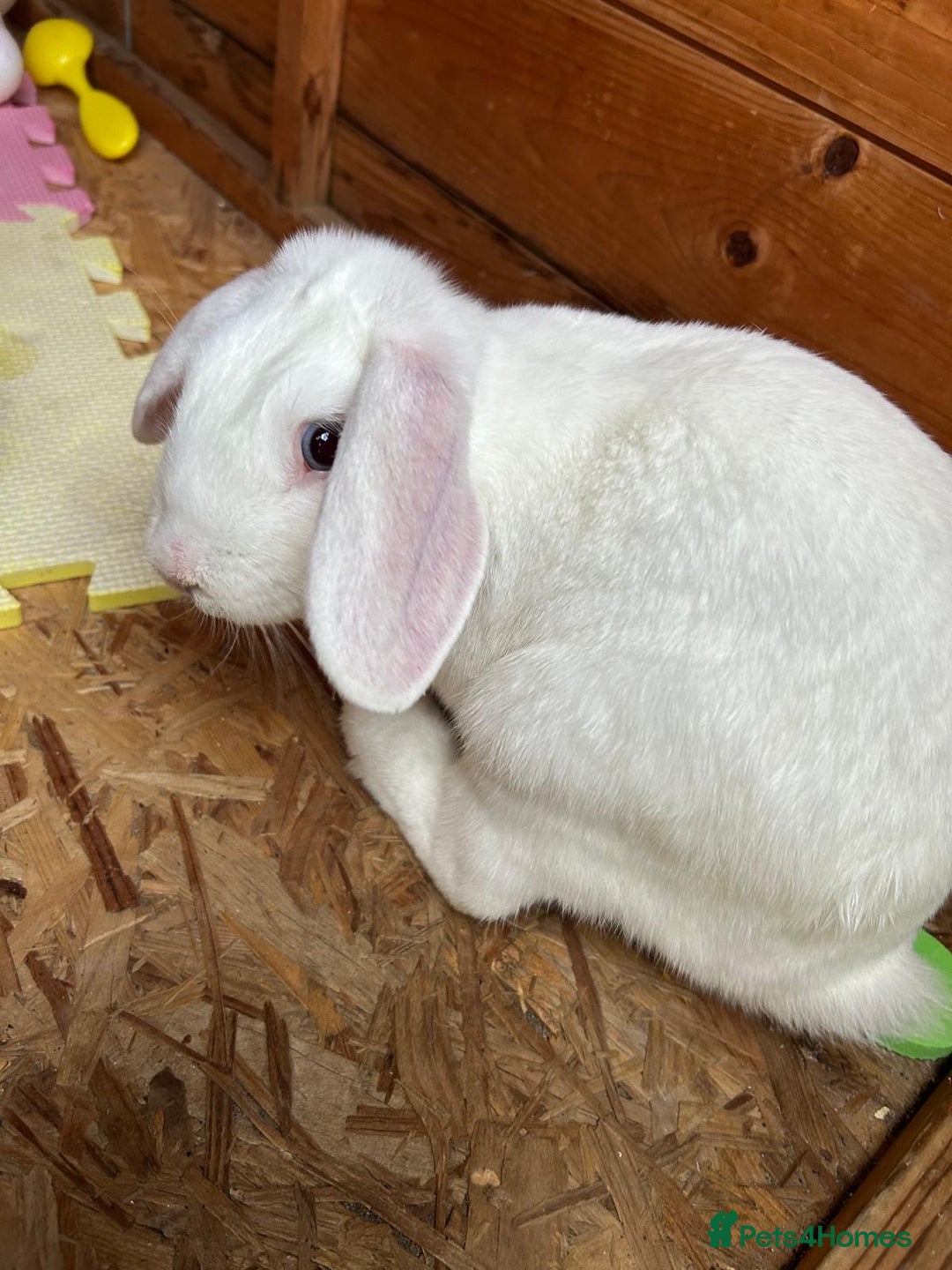 Mini Lop rabbits for sale: White male mini lop  - Image 1