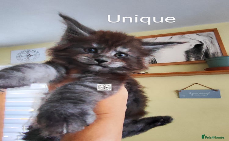 Maine Coon cats - Advert 13