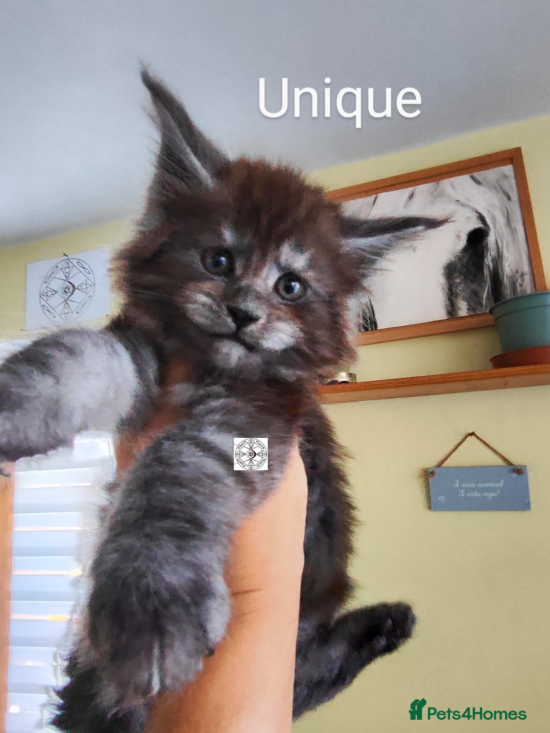 Maine Coon cats for sale: Absolutelly gorgeous kittens  - Image 1