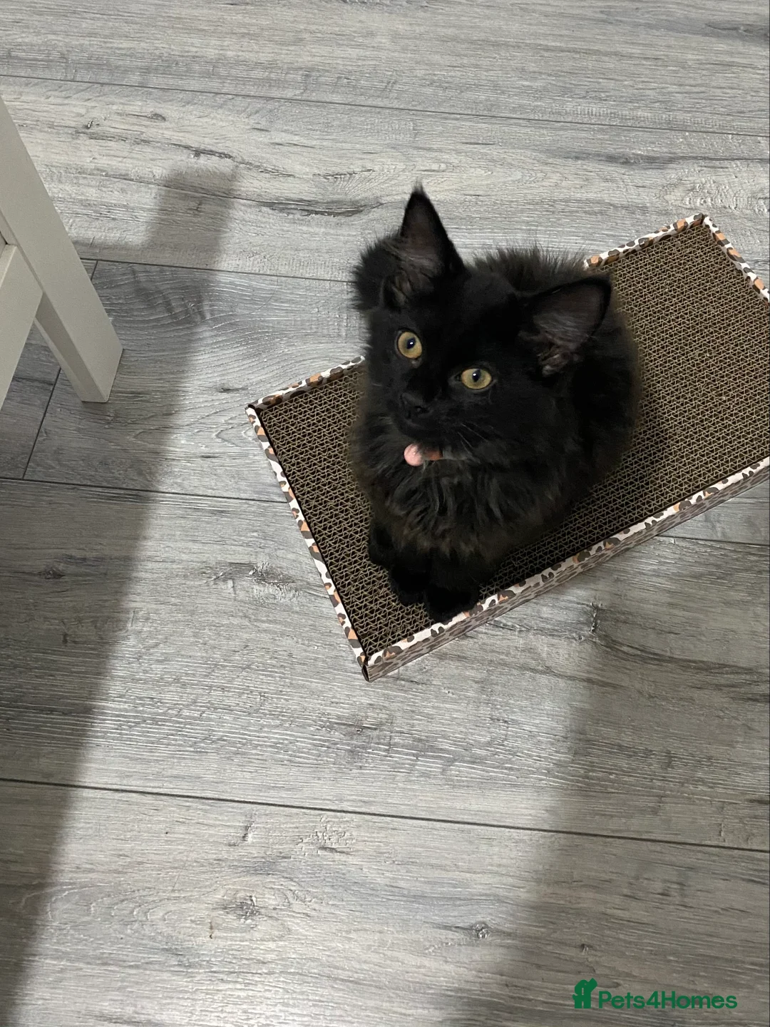 Norwegian Forest Cat cats for sale: Forest kitten  - Advert 4